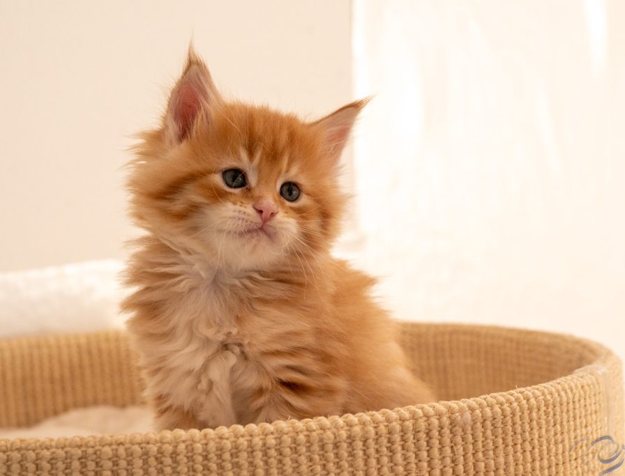 unter Beobachtung Mädchen red mackerel tabby/white
