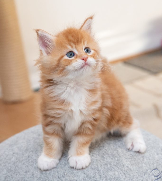 unter Beobachtung Mädchen red classic tabby/white